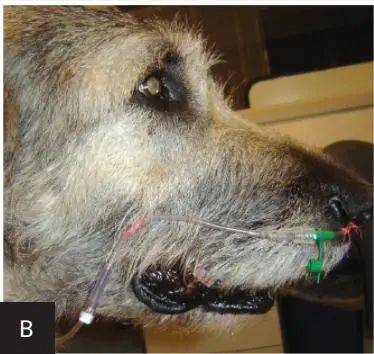 一例犬胰腺炎的病例诊疗分享-实验室文章基地