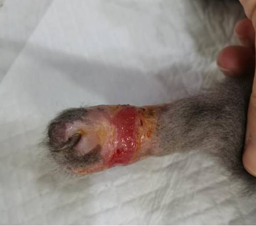 一例罗非鱼皮治疗猫足部皮肤缺失-实验室文章基地