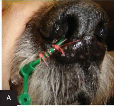 一例犬胰腺炎的病例诊疗分享-实验室文章基地