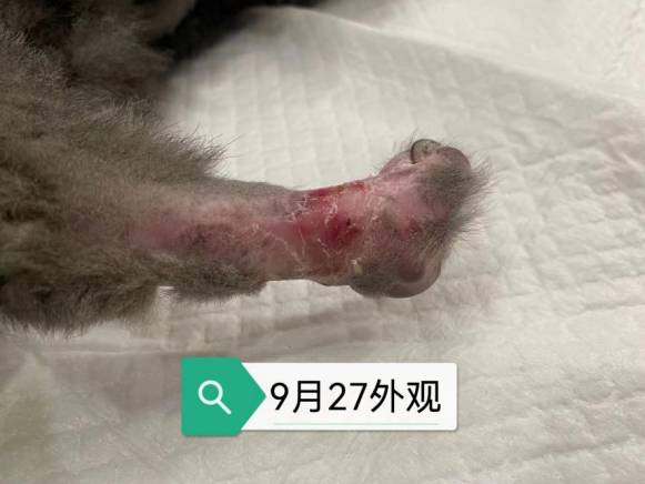 一例罗非鱼皮治疗猫足部皮肤缺失-实验室文章基地