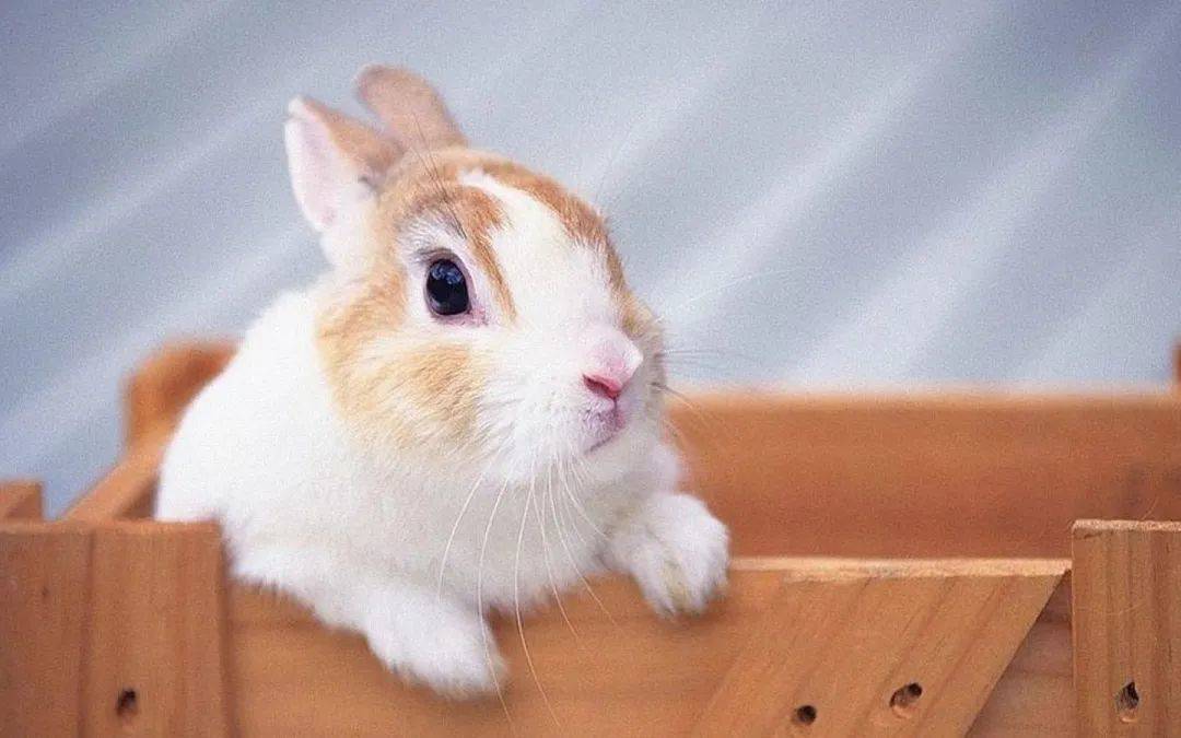 兔兔这么可爱，怎么可以有白内障？-实验室文章基地