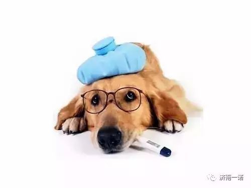 细小、犬瘟、是如何得来的？（值得分享）-实验室文章基地