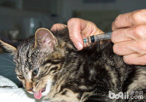 什么是猫咪的三联疫苗