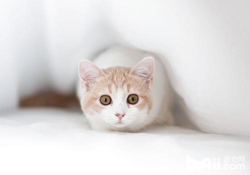 猫咪病毒性鼻气管炎该如何预防？