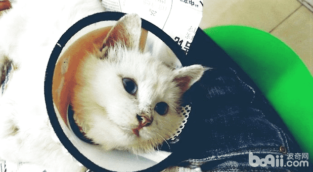 猫病毒性肠炎的诊断与治疗