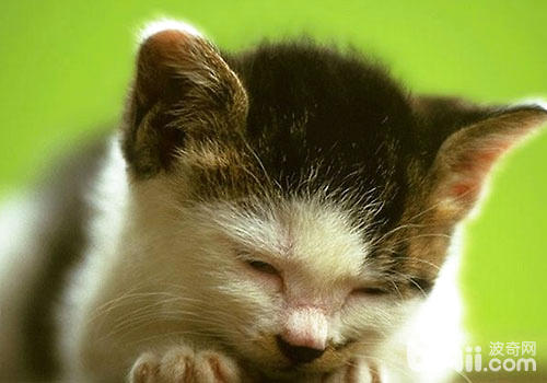 引起猫咪排便困难的多种原因（三）——直肠疾病