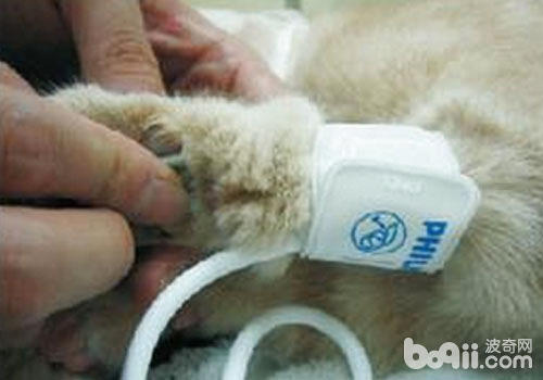 给猫咪测血压的方法及意义